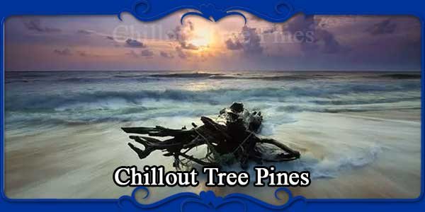 Chillout Tree Pines